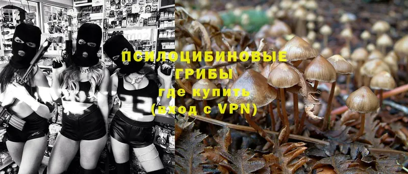 Псилоцибиновые грибы GOLDEN TEACHER  Белёв 